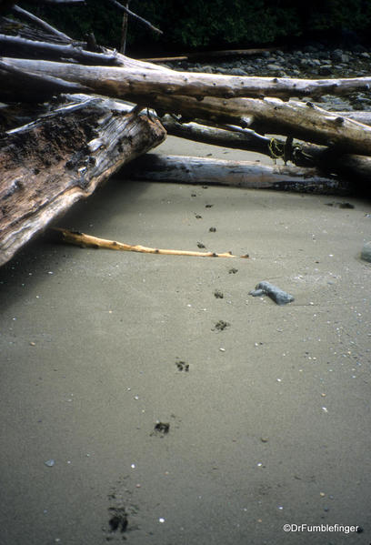 Moose tracks, Louise Island, Haida Gwaii