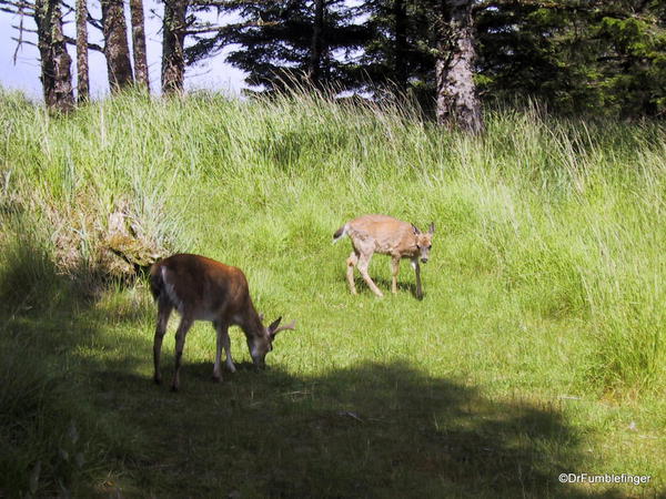 Louise Island, Haida Gwaii, Deer
