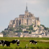 Mont St. Michel, with dairy herd in the foreground: The mountain viewed from the pastoral lands of Normandy