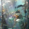 Two Oceans Aquarium, V &amp; A Waterfront, Cape Town, South Africa: Love the light in the kelp beds!