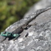 Lizard on Top of Table Mountain, Cape Town, South Africa: A rather colorful creature