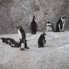 Penguins at Boulder Beach, South Africa