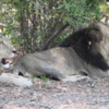 Lions, Sandibe Concession, Botswana: Enjoying the shade, while studying a very nervous herd of impala