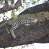 Leopard, Sandibe Concession, Botswana: A beautiful female resting on a limb of a shady tree