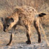 Hyena, Sandibe Concession, Botswana: A rather nervous creature, pacing back and forth