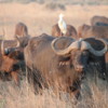 Buffalo herd, Sandibe Concession, Botswana: They could see us, but we were downwind of them and made them nervous.  The strongest animals came to the front of the heard, sniffing