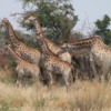Giraffe, Sandibe Concession, Botswana: Only rarely are they this tightly clustered