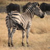 Zebra, Sandibe Concession, Botswana