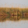 Okavango Delta, Sandibe Concession, Botswana: Papyrus rims the water and is beautifully reflected in it