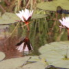 Water lilies, Okavango Delta, Sandibe Concession, Botswana