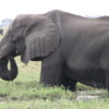 Chobe National Park, Botswana.: Elephant grazing near the Chobe River.