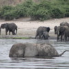 Chobe National Park, Botswana.: Elephants bathing in the Chobe River.