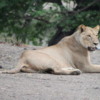 Chobe National Park, Botswana.: Lioness.