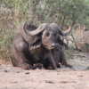 Chobe National Park, Botswana.: Buffalo.