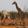 Chobe National Park, Botswana.: Giraffes.  Licking the bones of a dead giraffe for their minerals.