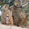 Chobe National Park, Botswana.: Baboons, grooming each other.