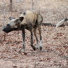 Chobe National Park, Botswana.: African Wild Dog.