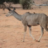 Chobe National Park, Botswana.: Female Kudu.