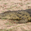 Chobe National Park, Botswana.: Nile crocodile.