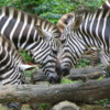 Zebras at the Singapore Zoo: Love those geometric black and white stripes!