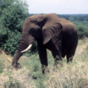 Elephant, Lake Manyara National Park, Tanzania