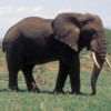 Elephant, Lake Manyara National Park, Tanzania