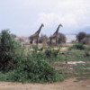Giraffes, Lake Manyara National Park, Tanzania