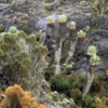 Unique vegetation, Shira Plateau, Mt. Kilimanjaro