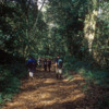 Jungle, on the descent of Mt. Kilimanjaro