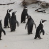 African Penguins on Boulders Beach in South Africa: These birds are highly entertaining and very much a crowd pleaser!