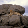 Serengeti National Park, Tanzania: Lion