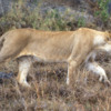 Serengetti National Park, Tanzania: Lioness
