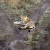 Serengeti National Park, Tanzania: Lioness blocking our road.