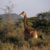Serengeti National Park, Tanzania: Giraffe
