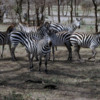 Serengeti National Park, Tanzania: Zebra