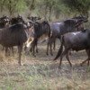 Serengeti National Park, Tanzania: Wildebeest