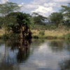Serengeti National Park, Tanzania: Hippo pool