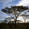 Serengeti National Park, Tanzania: Acacia trees silhouetted at sunrise