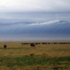 Wildebeest herd, Ngorongoro Crater, Tanzania: A quiet misty morning.