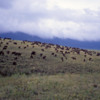 Buffalo herd, Ngorongoro Crater, Tanzania: There were hundreds of them, not unlike the cattle herds back home