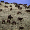 Buffalo herd, Ngorongoro Crater, Tanzania