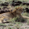 Lioness, Ngorongoro Crater, Tanzania