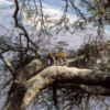 Leopard in a tree Ngorongoro Crater, Tanzania
