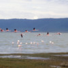 Flamingos, soda lake, Ngorongoro Crater, Tanzania