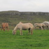 Icelandic horses in the Golden Circle