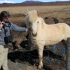 Icelandic horses in the Golden Circle: Very curious and nice natured animals.