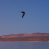 View of Isla Espiritu Santo from Baja Peninsula: Appropriately, a pelican glided by as I snapped the photo