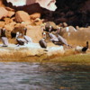 Pelicans on shore, Isla Espiritu Santo