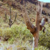 Cacti, Isla Espiritu Santo: Skeleton of a dead cactus
