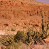 Cacti, Isla Espiritu Santo